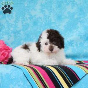 Checkers, Toy Poodle Puppy